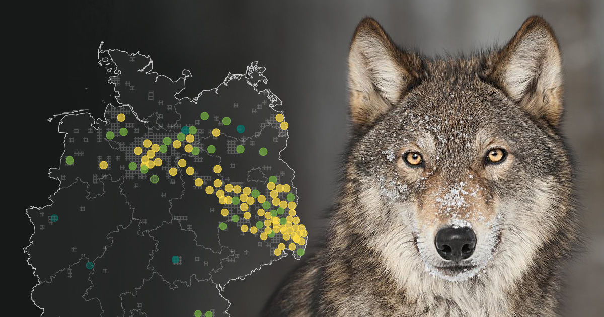 Wölfe in Deutschland Interaktive Karte der Vorkommen